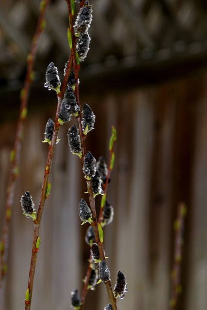 Salix irrorata