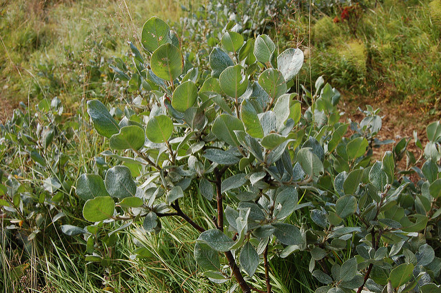 Saule laineux (Salix lanata)