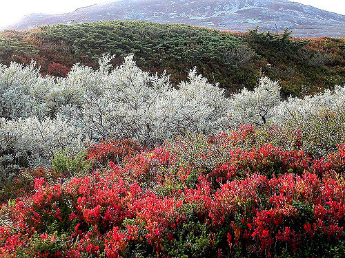 Saule des lapons (Salix lapponum)