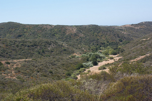 Salix lasiolepis (Salix lasiolepis)