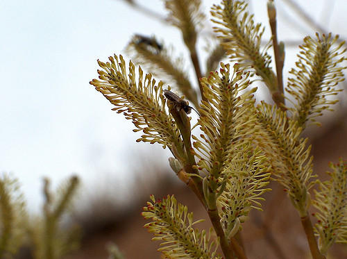 Salix lasiolepis