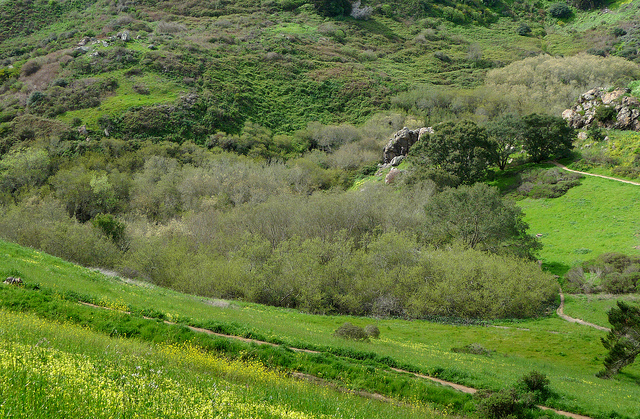 Salix lasiolepis