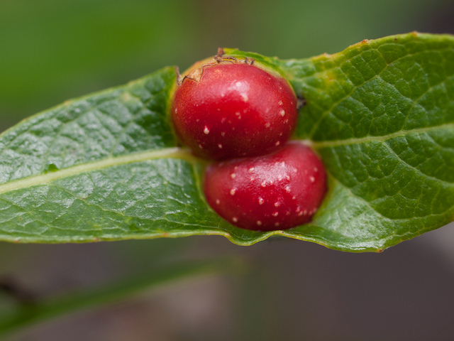 Salix lasiolepis