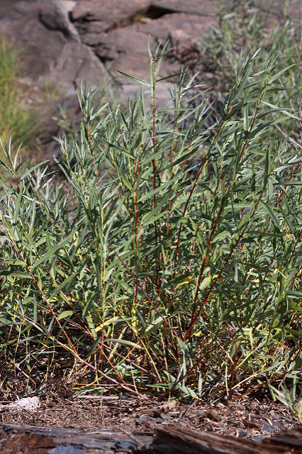 Salix lasiolepis