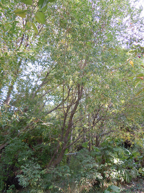 Salix lucida