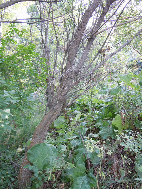 Salix lucida
