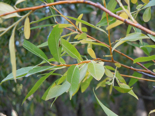 Salix lucida