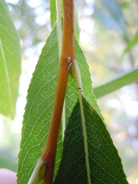 Salix lucida