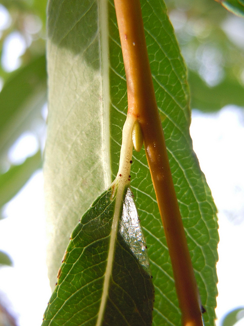 Salix lucida