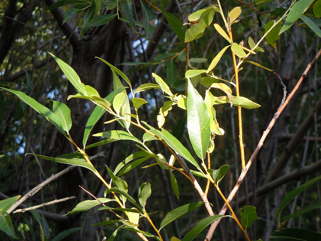 Salix lucida (Salix lucida)