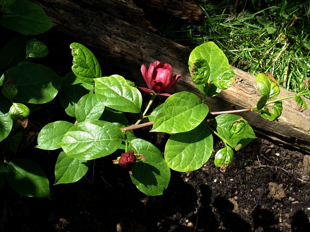 Saule magnifique (Salix magnifica)
