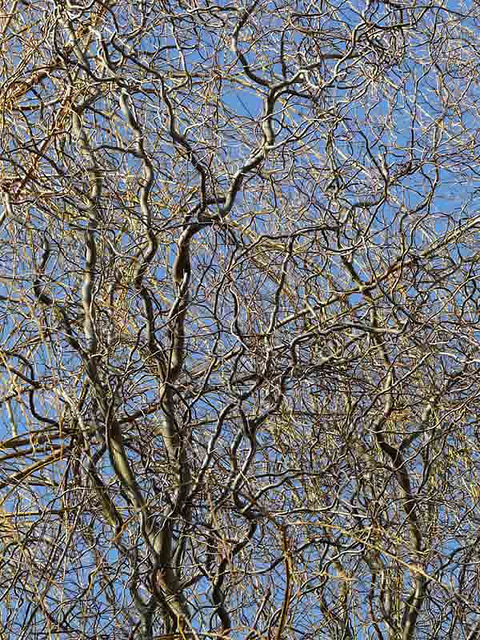 Saule tortueux