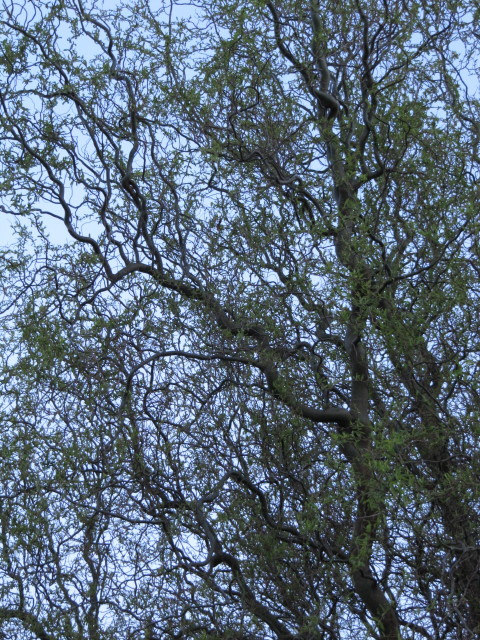 Saule tortueux