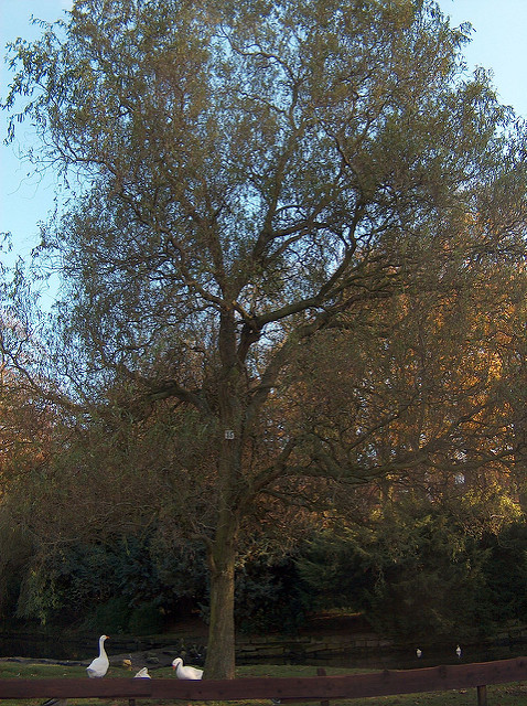 Saule tortueux