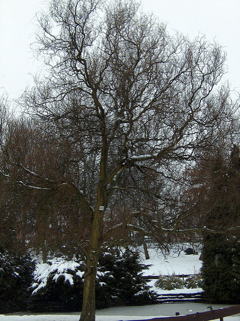 Saule tortueux