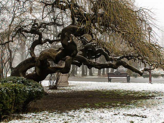 Saule tortueux (Salix matsudana)