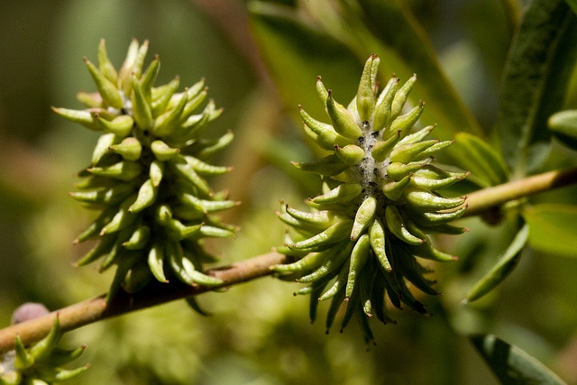 Salix monticola (Salix monticola)