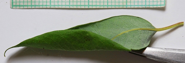 Salix monticola