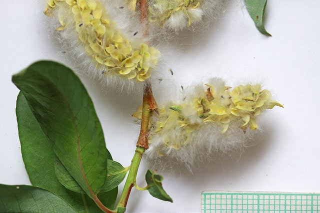 Salix monticola