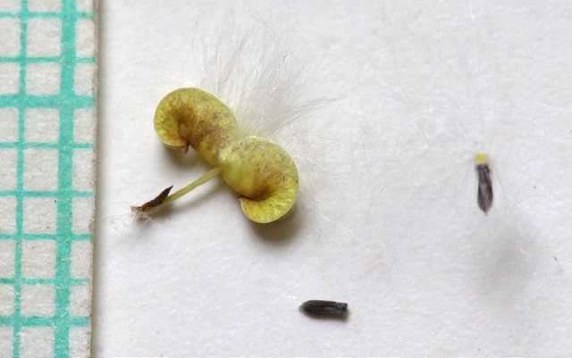 Salix monticola
