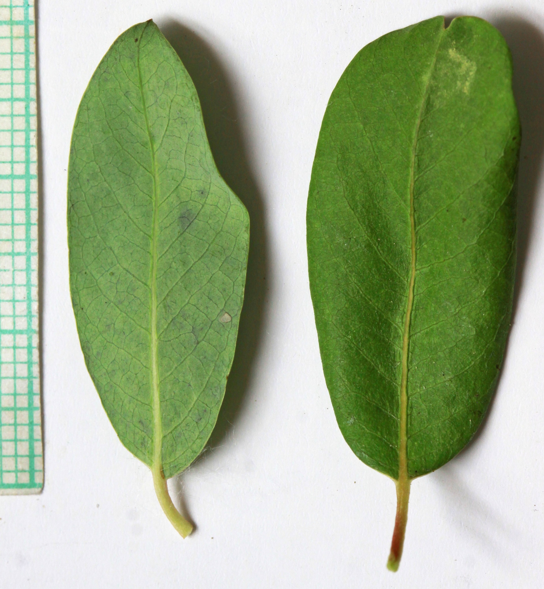 Salix monticola