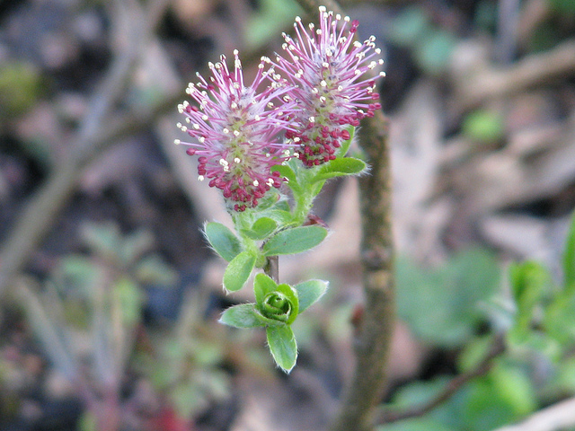 Saule bleu (Salix myrtilloides)