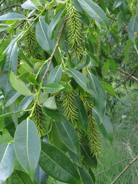 Saule à cinq étamines