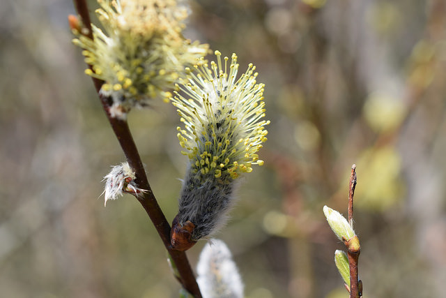 Saule à cinq étamines (Salix pentandra)