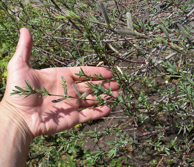 Osier pourpre (Salix purpurea)