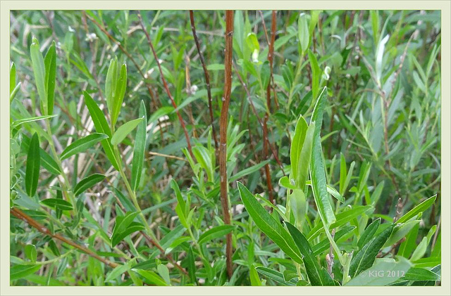 Saule rampant (Salix repens)