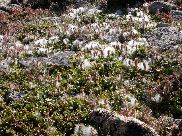 Saule réticulé