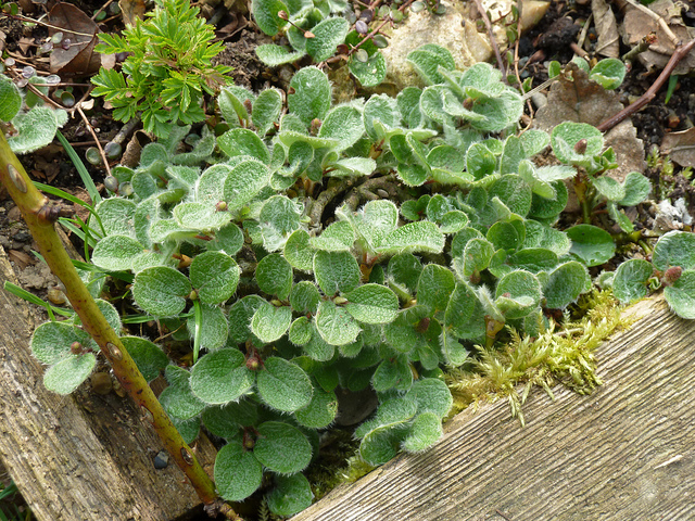 Saule réticulé