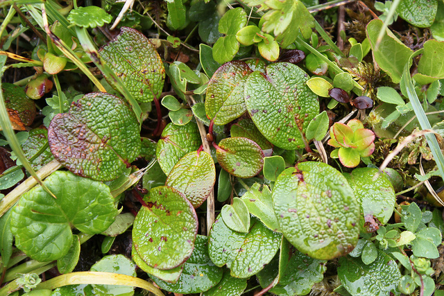 Saule réticulé