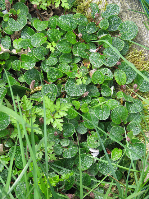 Saule réticulé