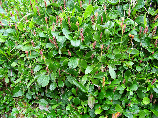 Saule réticulé (Salix reticulata)
