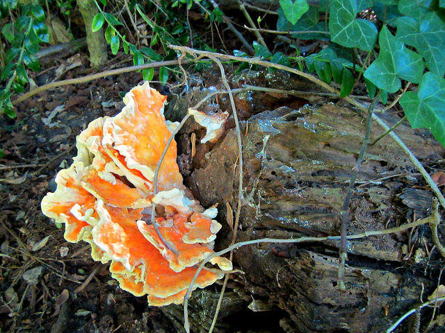 Saule à feuilles émoussées