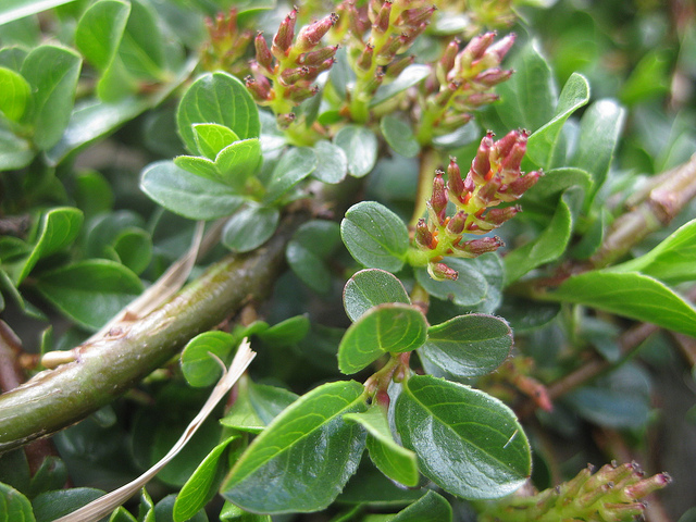 Saule à feuilles émoussées (Salix retusa)