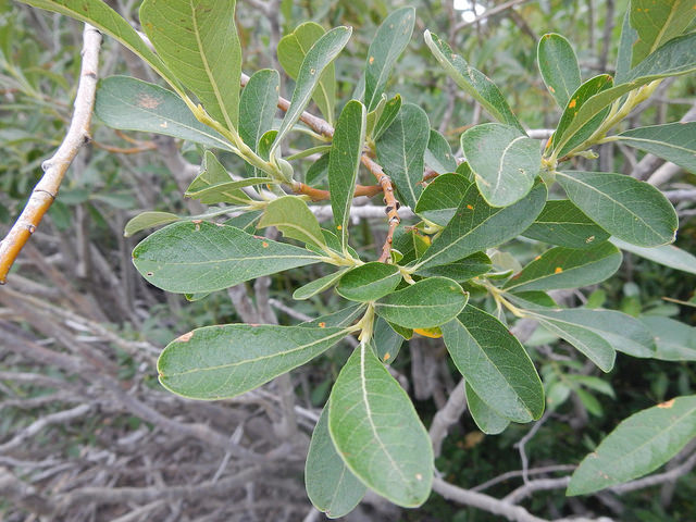 Saule de scouler (Salix scouleriana)