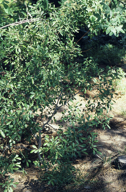 Saule de scouler
