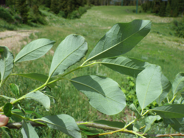 Saule de scouler