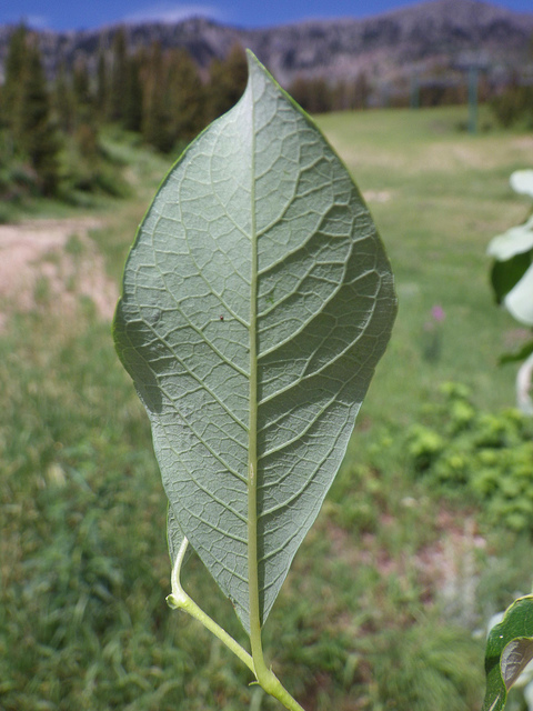 Saule de scouler