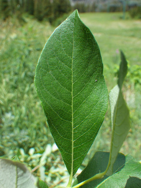 Saule de scouler