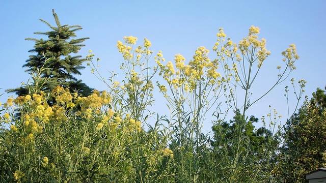 Salix sericea (Salix sericea)