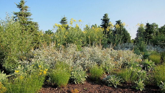 Salix sericea