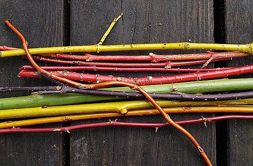 Salix sericea