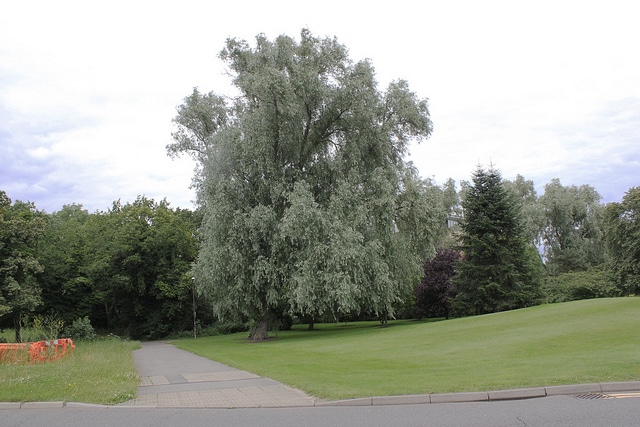 Salix sericea