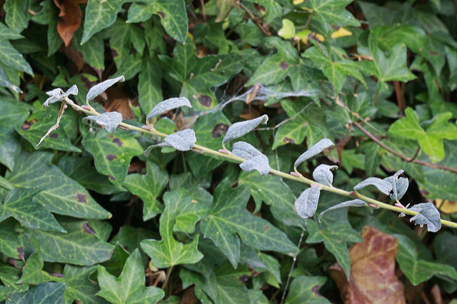 Saule à feuilles de serpolet