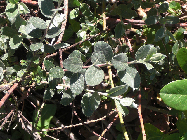 Saule à feuilles de serpolet (Salix serpyllifolia)