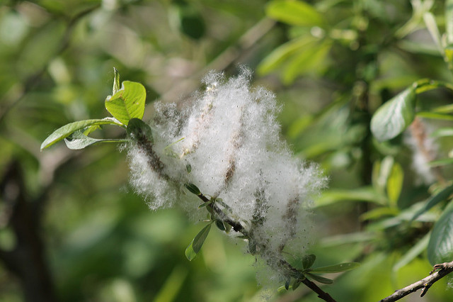 Salix sitchensis (Salix sitchensis)