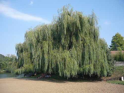 Saule à trois étamines